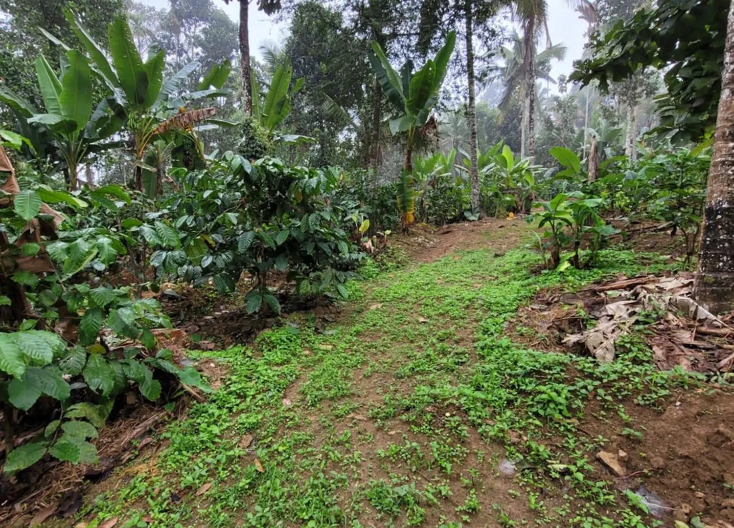 The Forest Temple Kaniyāmbetta